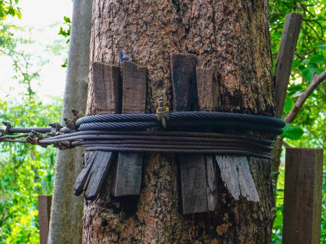 Tree cabling technique