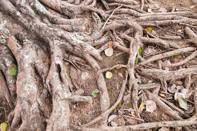 Root system treatment