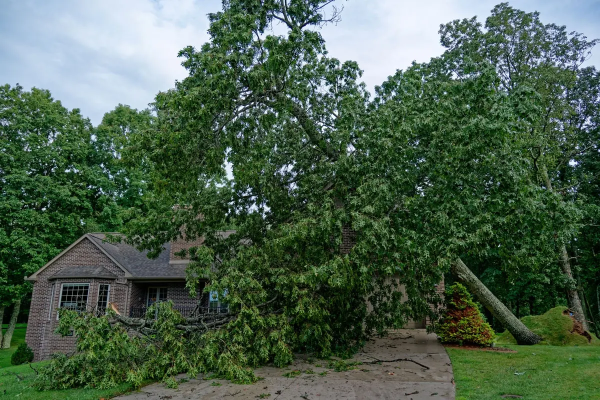 Emergency Tree Removal