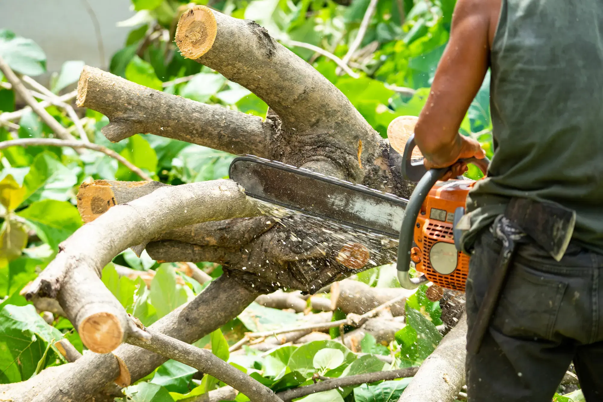 Arborist cutting tree branches