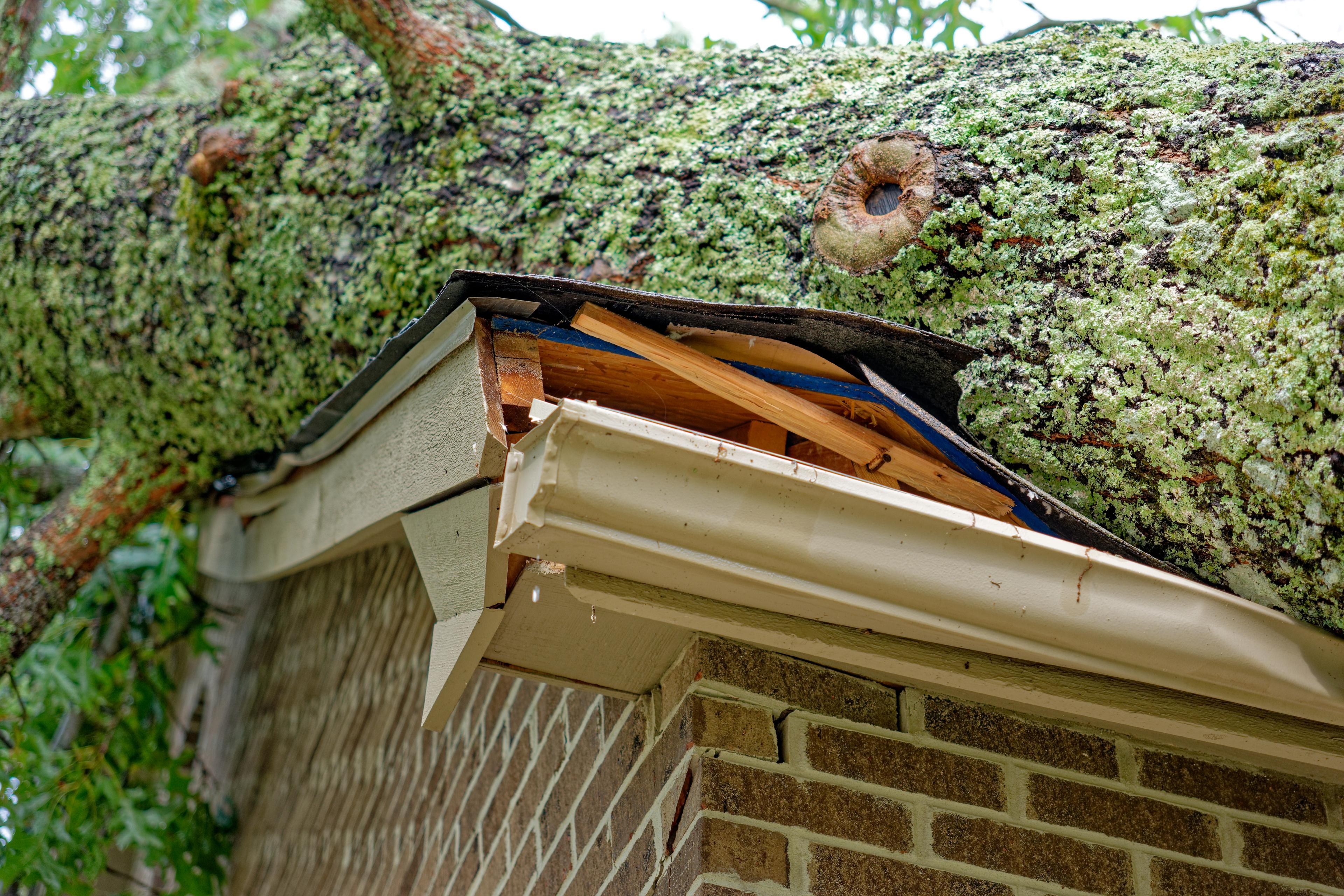 tree fallen during storm