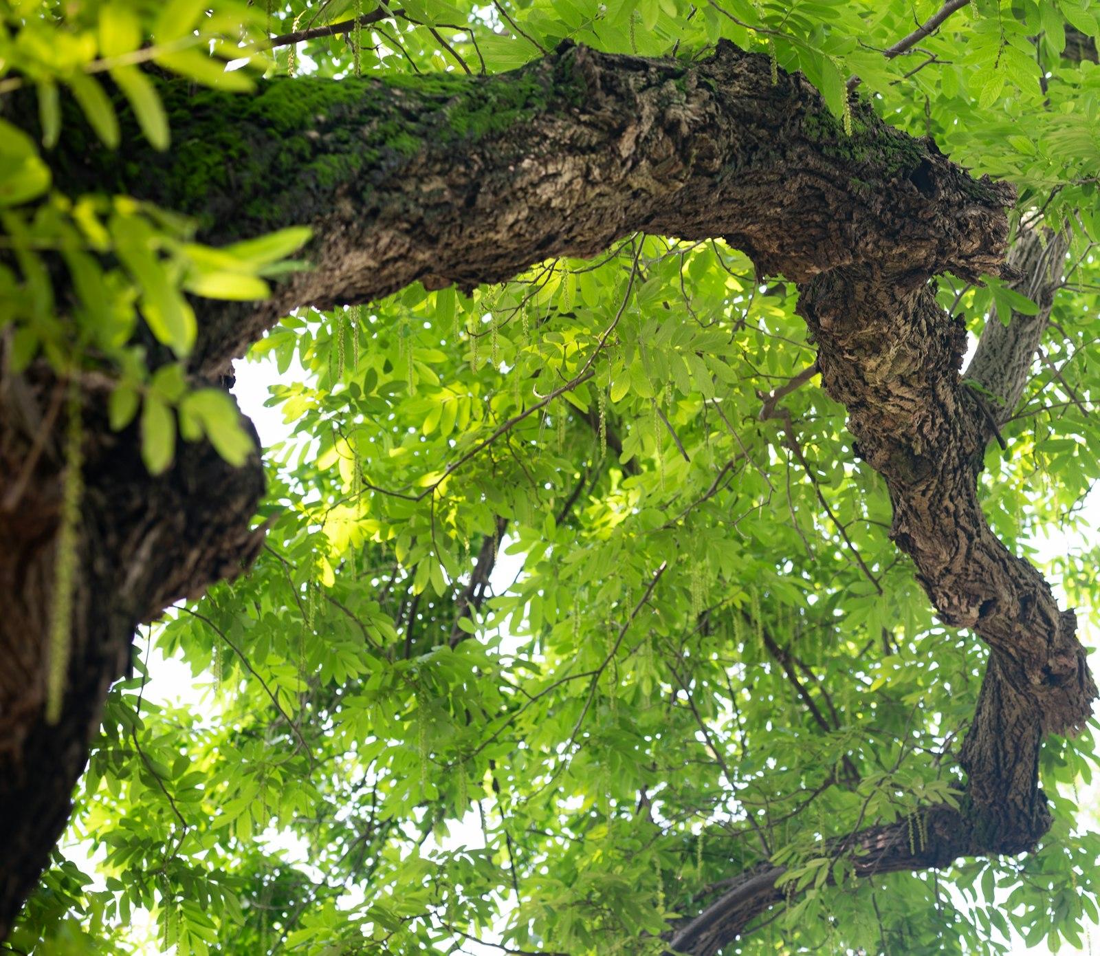 Looking up through green leaves and tree branches