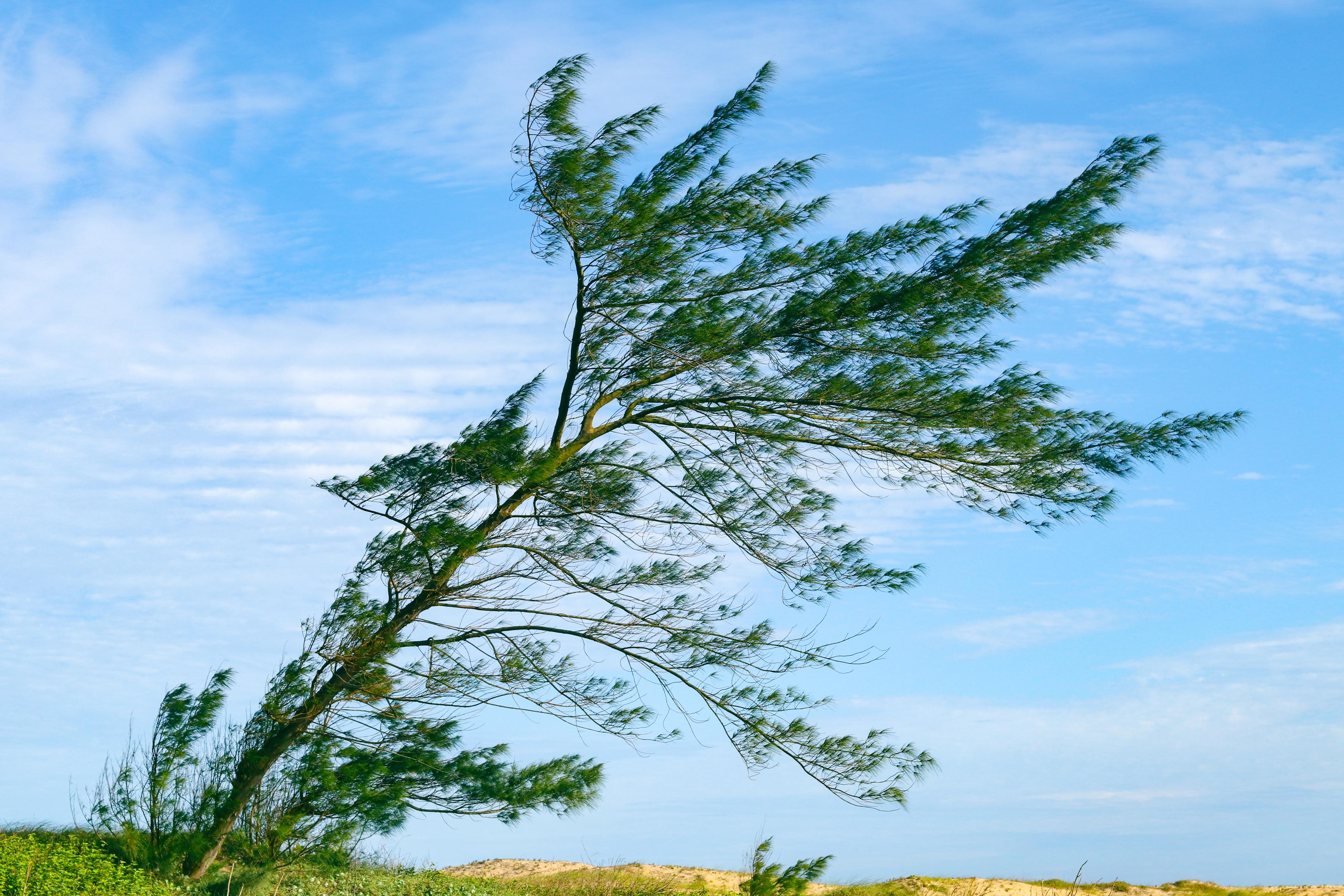 Winds Tree Risk Prevent Tree Damage in High-Wind Areas: Expert Tips & Strategies