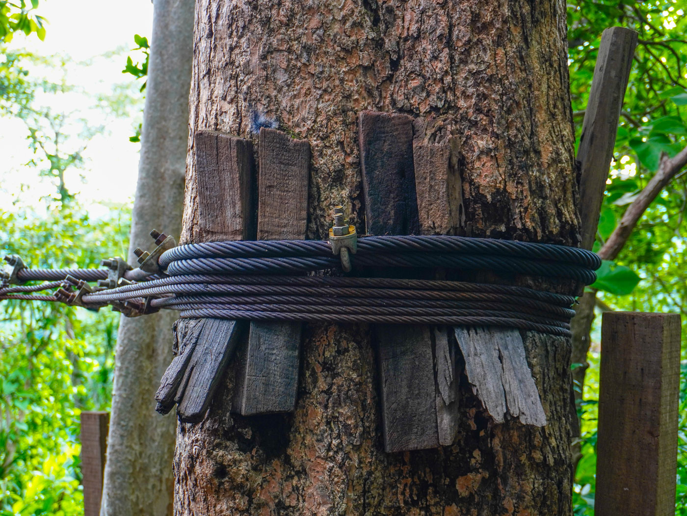 Tree cabling technique