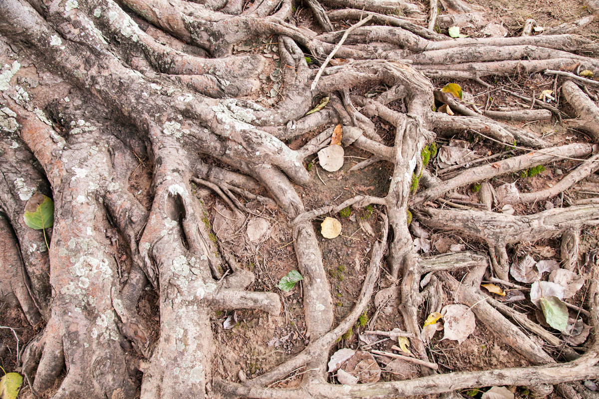 Root system treatment
