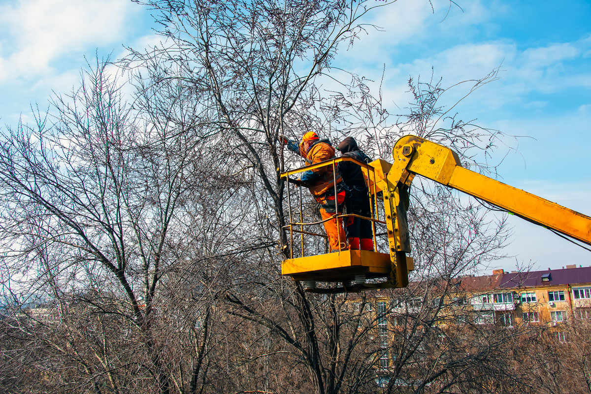 Arborist performing tree preservation work